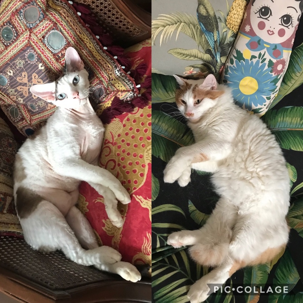 My fur babies Carlo and Miu Miu say meowazza!